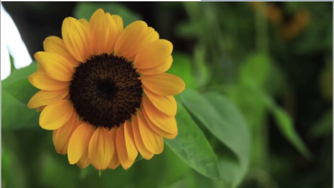 Yellow Sunflower Blooming Stock Footage | Free No Copyright 4K Stock Footage | Creative Common