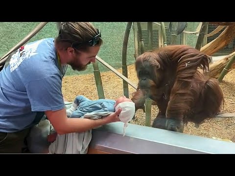L'orang-outan voulait voir le bébé ❤️ vidéos de singes les plus drôles