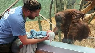 L'orang-outan voulait voir le bébé ❤️ vidéos de singes les plus drôles