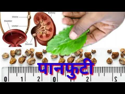 download lagu mp3 mp4 Panphuti, download lagu Panphuti gratis, unduh video klip Panphuti