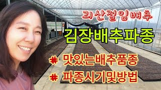 [배추파종] 김장용 가을배추 파종시기 &파종방법: 맛있는 배추 품종