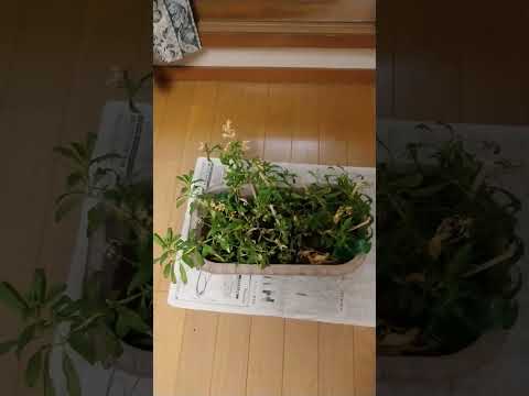 フィットニアのメンテナンスアドバイス 低用量の液体肥料を毎週与えます