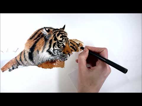 Drawing a Tiger in the Snow in Colored Pencil - Time-Lapse | Jasmina Susak