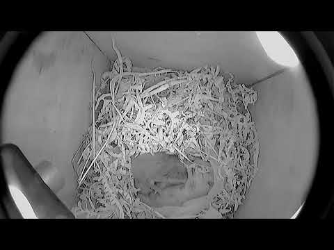 Dormouse nest being built caught on camera - 100 times normal speed