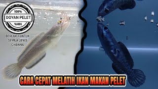 Download lagu How to Quickly Train Channa to Eat Pellets mp3 Download lagu How to Quickly Train Channa to Eat Pellets mp3