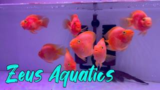 Zeus Aquatics | Quality, Prices & Variety