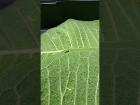 Monarch larvae