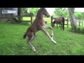 FUNNY BABY HORSE 