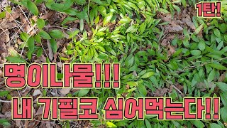 명이나물!! 내 기필코 심어먹는다!!!(1탄)