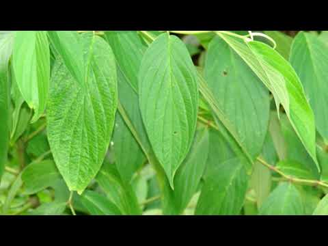 G.I. SUPER AROMAS DEL SUR DE ORO VERDE - HAKU WIÑAY TACNA