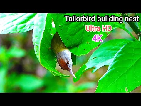 Tailorbird nest sewing like pro