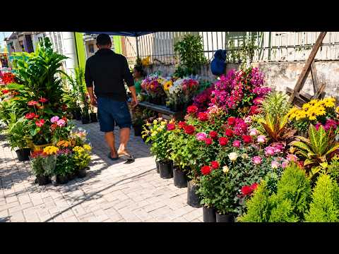 FEIRA DAS FLORES E PLANTAS DE CARNAUBAL CEARÁ