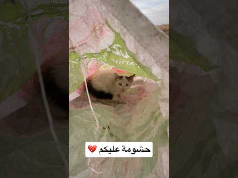 حس بيا الله ونعم الوكيل 😓💔    #shortvideo #اكسبلور #viralvideo #youtubeshorts #trending #funny