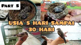 Download lagu perkembangan burung kapasan kemiri/cupon putih/jarak'an dari umur 5 hari sampai 30 hari mp3