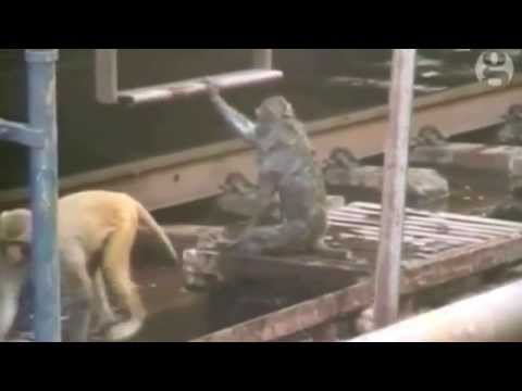 Macaco Salva Macaco Eletrocutado