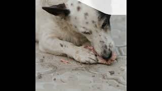 Comment s’occuper d’un chien destructeur ?