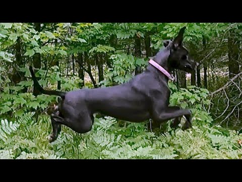 Great Dane puppy flawlessly imitates a hopping bunny