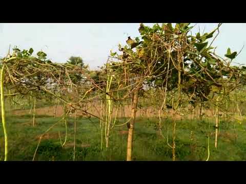 Forever MPD testimony in Agriculture  720 X 720