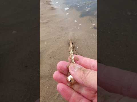 Absulute madnes! I found kilo of gold on the beach!