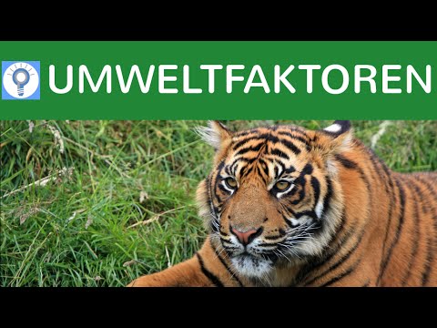 Biotische & abiotische Umwelt-Faktoren - Was sind Umweltfaktoren? & Umweltfaktoren im Überblick
