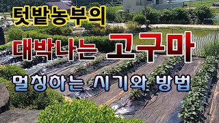 [텃밭농부 1,545]  텃밭농부의 대박 나는 고구마. 멀칭하는 싯점 및 방법 소개. #고구마재배 #고구마멀…