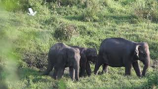 Download lagu Anak gajah, bebas hak cipta I Elephant calf, copyright free mp3