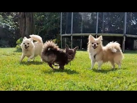 Visit of little cute dogs. Big party 7 dogs. Maxíček and Lucky's family came.