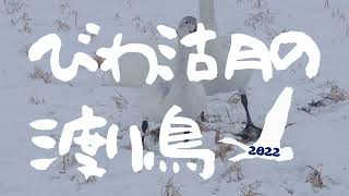 2022/2/17放送・知ったかぶりカイツブリにゅーす