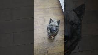 Video preview image #1 Mutt Puppy For Sale in Holly Springs, NC, USA