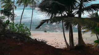 AMOR DE VERANO   ZULU LION (VIDEO CONCEPT)