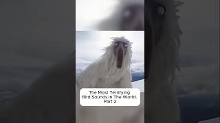 Download lagu Suara Burung Paling Mengerikan di Dunia Bagian 2 😨 mp3