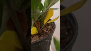 #shorts Why does my Zz plant have yellow leaves? Here is what your doing wrong👉🏻
