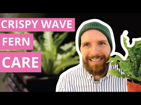 #1 Crispy Wave Fern (Asplenium nidus) Care Guide