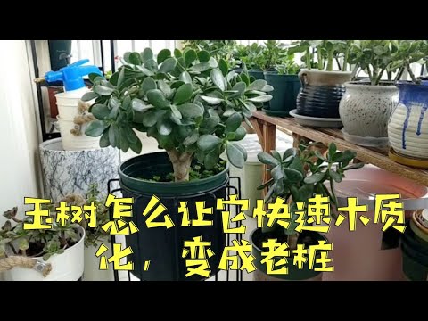 玉樹