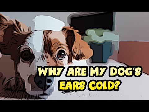 YouTube video about: Why is my dog's ears cold?