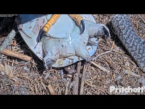 SWFL Eagles ~ M15 Brings In A Soft Shelled Turtle & Fish! 🐢 A Gourmet Delicacy For The E's! 3.26.22