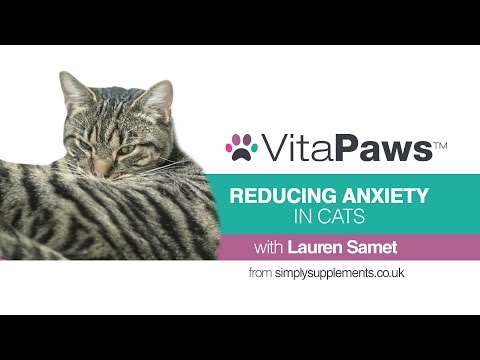 Reducing Anxiety in Cats