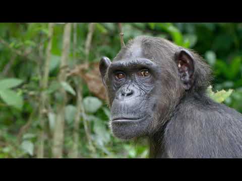 From Near Death to New Life: Wounda is a JGI Story of Hope