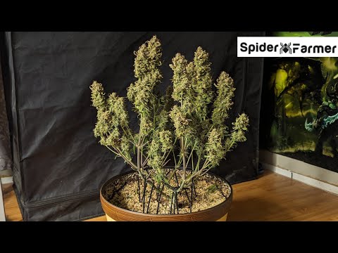Timelapse - Seed to Harvest 108g Dry - Six Shooter Autoflower Fastbuds - Spiderfarmer SF4000