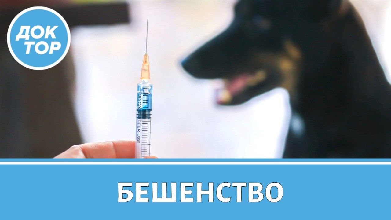 Бешенство: как защитить себя