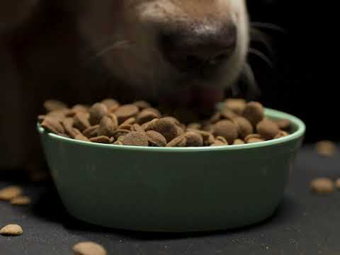 GDGC Dog Food Commercial