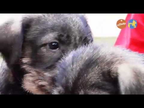 Elige tu raza - Schnauzer - Más que perros y gatos 11 | Fundación Affinity