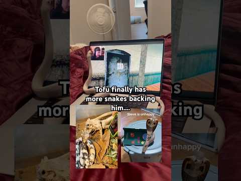 The Snakes are Teaming Up Against Markiplier #snake #reptiles #silly #pets #silly