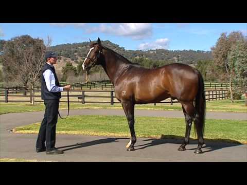 Vinery Stud Stallion Parade Experience 2013