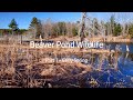 Beaver Pond Wildlife Part 1 Early Spring