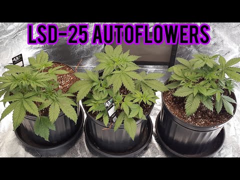 LSD-25 AUTOFLOWERS, FIRST LOW STRESS TRAINING WEEK 3, Q7 LED GROW LIGHT, FASTBUDS