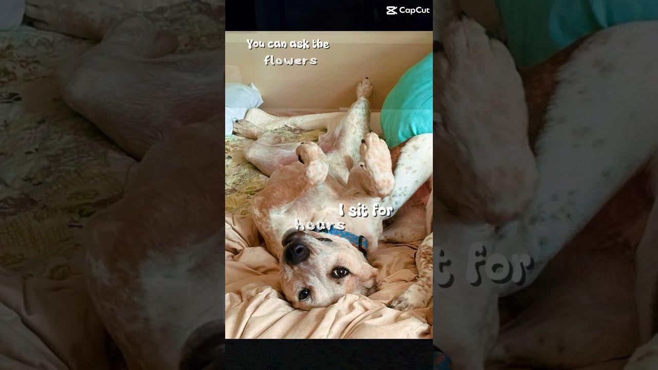 Enlarge Katrina, a Adoptable mixed breed in Waxhaw, NC video 5/5
