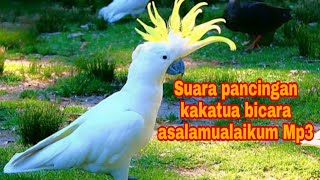 Download lagu Pancingan burung kakatua agar cepat bicara Mp3 mp3