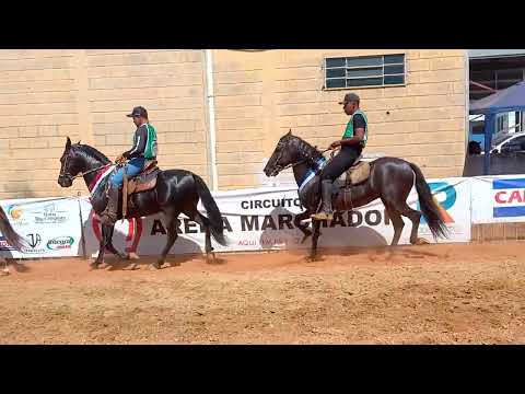 Cavalo Adulto de Marcha Batida - II COPA DE MARCHA DE DOM VIÇOSO-MG/2024