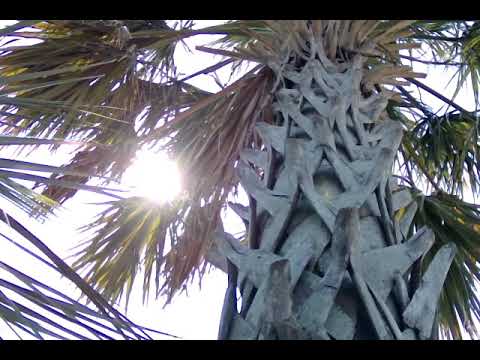 "The Sun In My Heart" by Thich Nhat Hahn